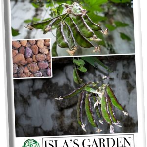 Jackson Wonder – Semillas de frijol Lima Bush para plantar, más de 50 semillas de reliquia por paquete, semillas de jardín de Isla (semillas de Jackson Wonder – Semillas de frijol Lima Bush para plantar, más de 50 semillas de reliquia por paquete, semillas de jardín de Isla (semillas de