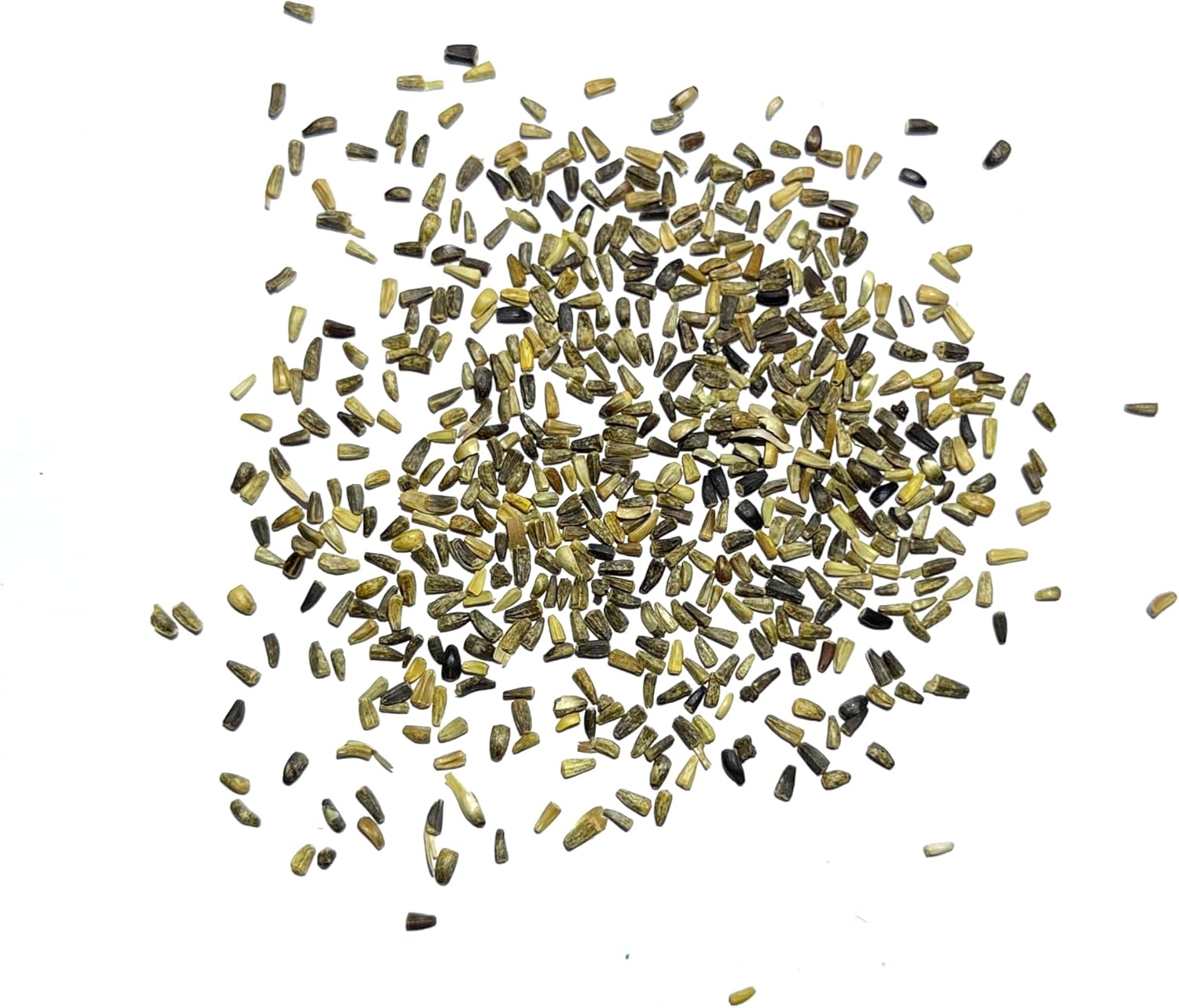 Seed Needs, Semillas de achicoria, 500 semillas tradicionales para plantar Cichorium intybus, sin OMG y sin tratar, diente de león italiano (paquete
