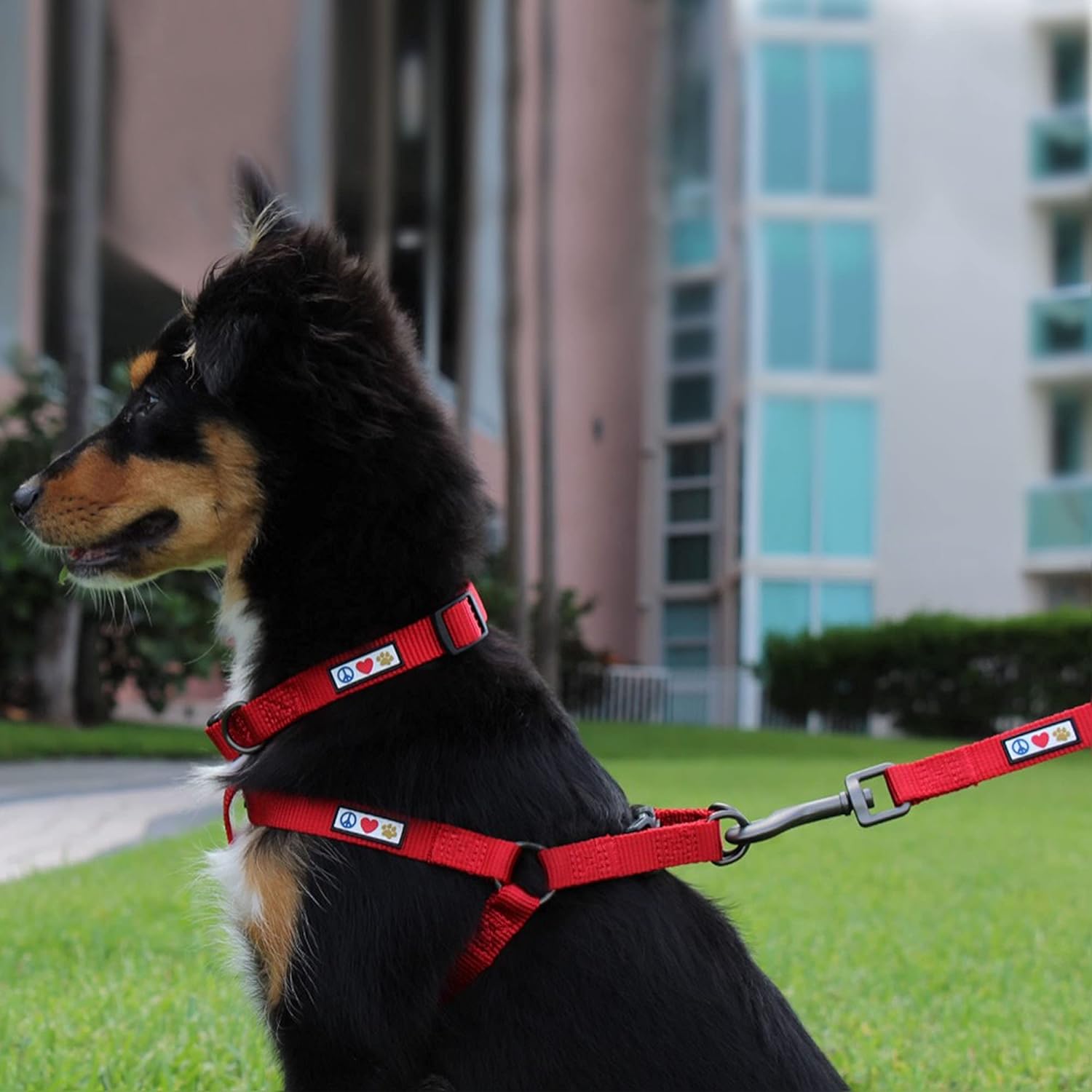Pawtitas Paquete económico  Arnés para perro pequeño + collar para perro pequeño + correa para perro extra pequeñapequeña de 6 pies, juego morado