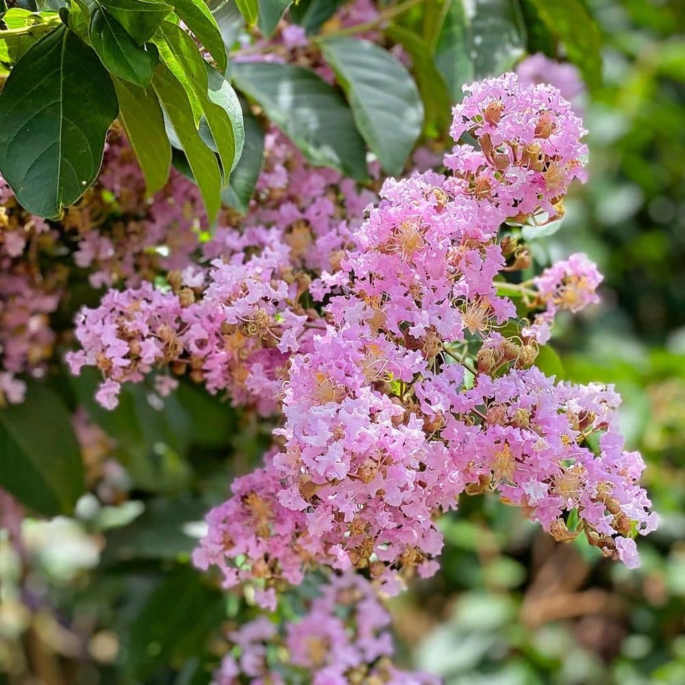 Crape Myrtle Muskogee  10 plantas vivas  Lagerstroemia Indica  Hermoso árbol floreciente de lavanda de bajo mantenimiento