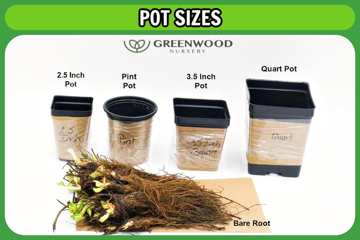 Greenwood Nursery Plantas arbustivas vivas – Arbusto ardiente enano + Euonymus Alatus – Cantidad 5 macetas de 3.5 pulgadas – (Haga clic para ver