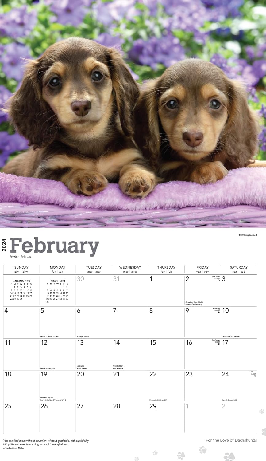 Calendario de Dachshunds 2024  Paquete de calendario de pared de perros Weiner Deluxe 2024 con más de 100 calcomanías de calendario (regalos de