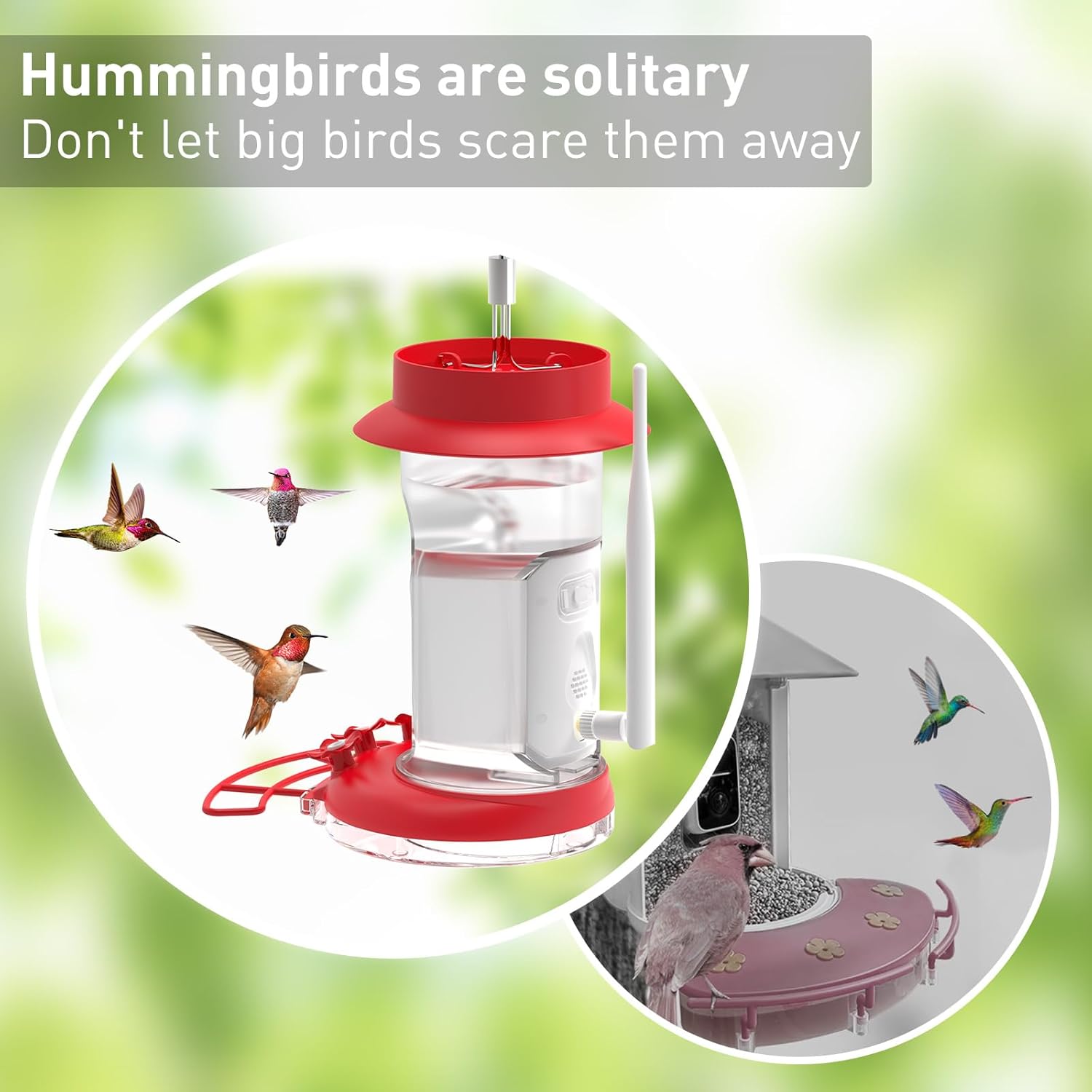 Soliom Humbirdy-La cámara original de comedero de colibríes con foso de hormigas, a prueba de abejas, identificación de especies de aves, cámara de