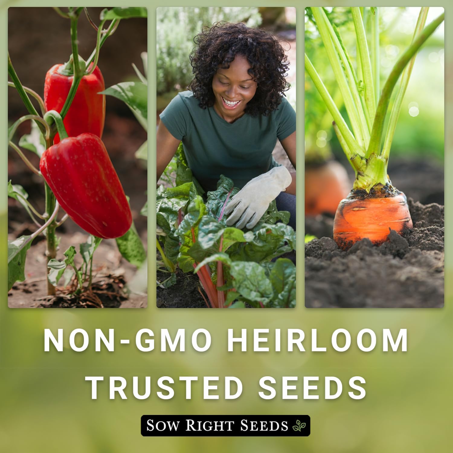 Sow Right Seeds – Semillas de tomate Mortgage Lifter para plantar – Frutas sabrosas carnosas de 1 a 2 libras – Heirloom sin OMG – Instrucciones para