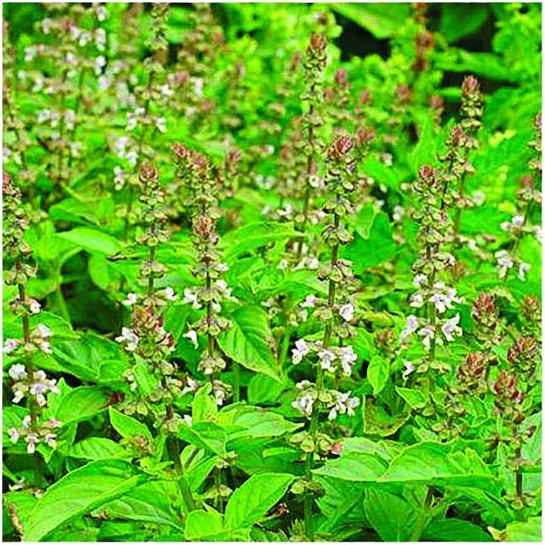 Park Seed Mrs. Burns’ – Semillas de albahaca y limón, paquete de 100 semillas