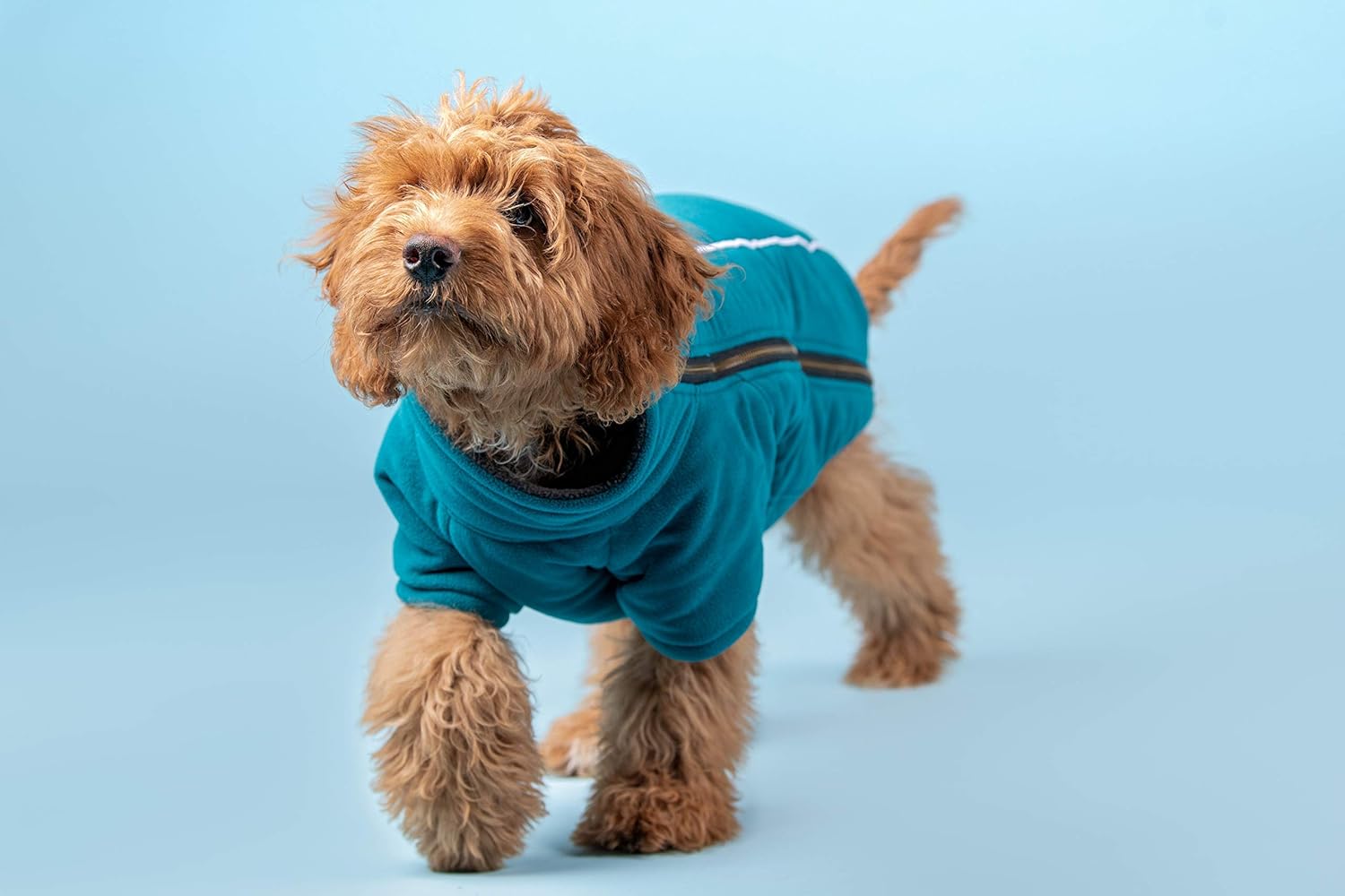 BoxDog Chaqueta cálida de forro polar para perro I Abrigo para perro para clima frío  Chaquetas para perros pequeños (pequeño)