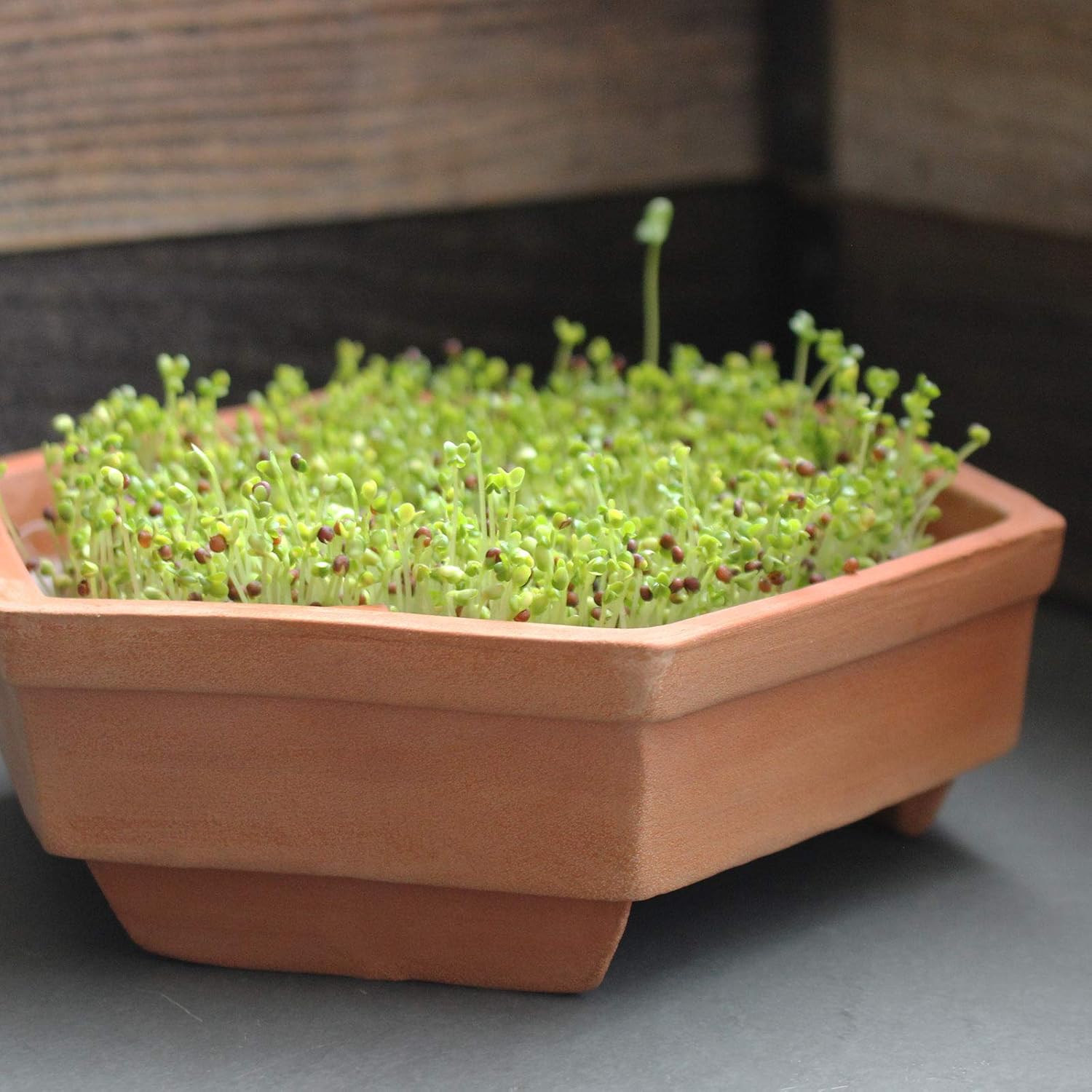 Semillas de germinación de mostaza marrón orgánica 1 libra – Semilla de mostaza caliente para especias, brotes, microverdes, hacer mostaza gourmet,