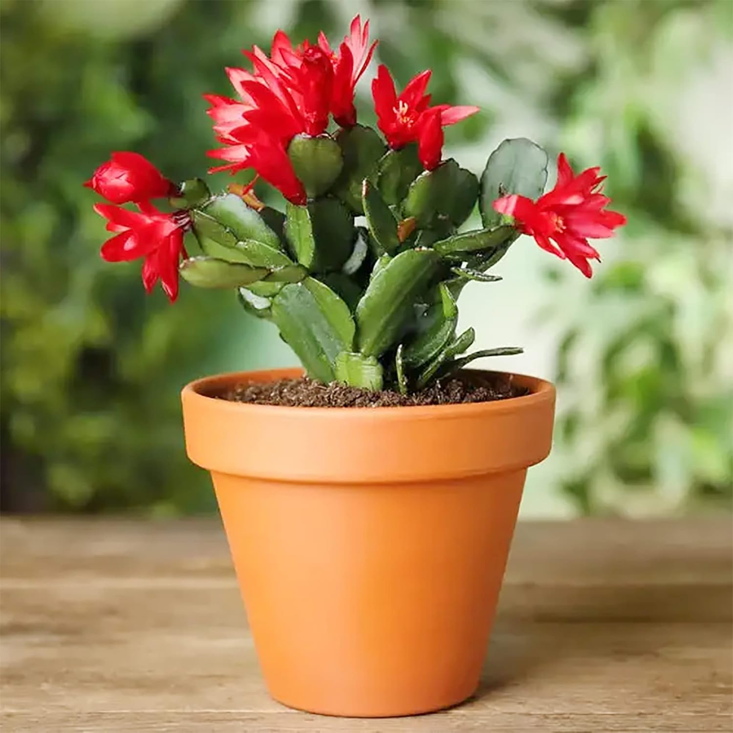 QAUZUY GARDEN Semillas mixtas de cactus de Navidad, 50 semillas de cactus de Acción de Gracias, Pascua, vacaciones, plantas exóticas, plantas de