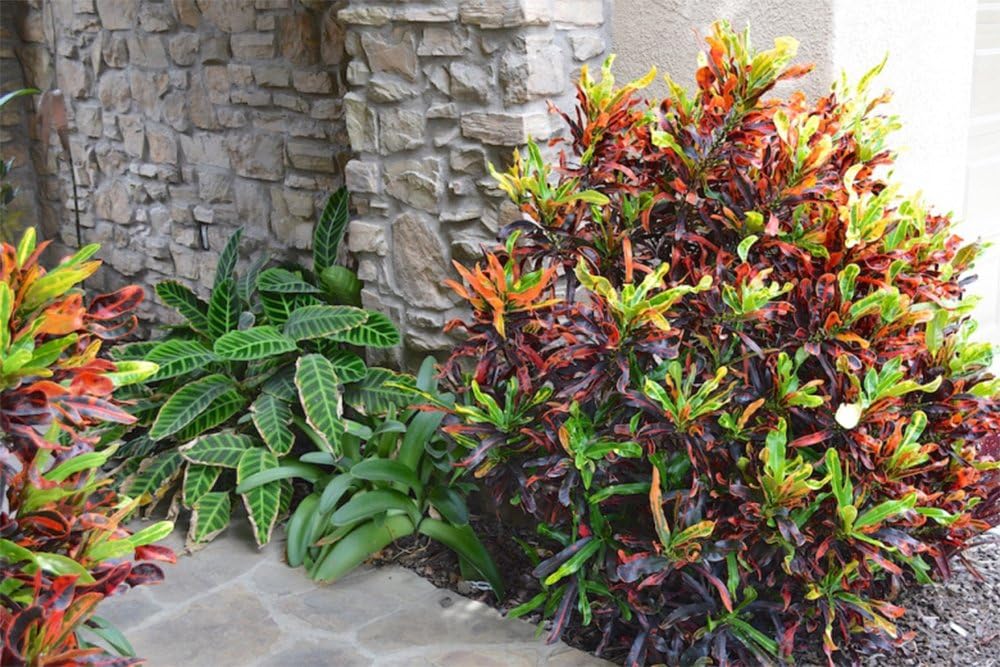 American Plant Exchange Live Mammy Croton Plant, maceta para decoración del hogar y jardín, maceta de 10 pulgadas