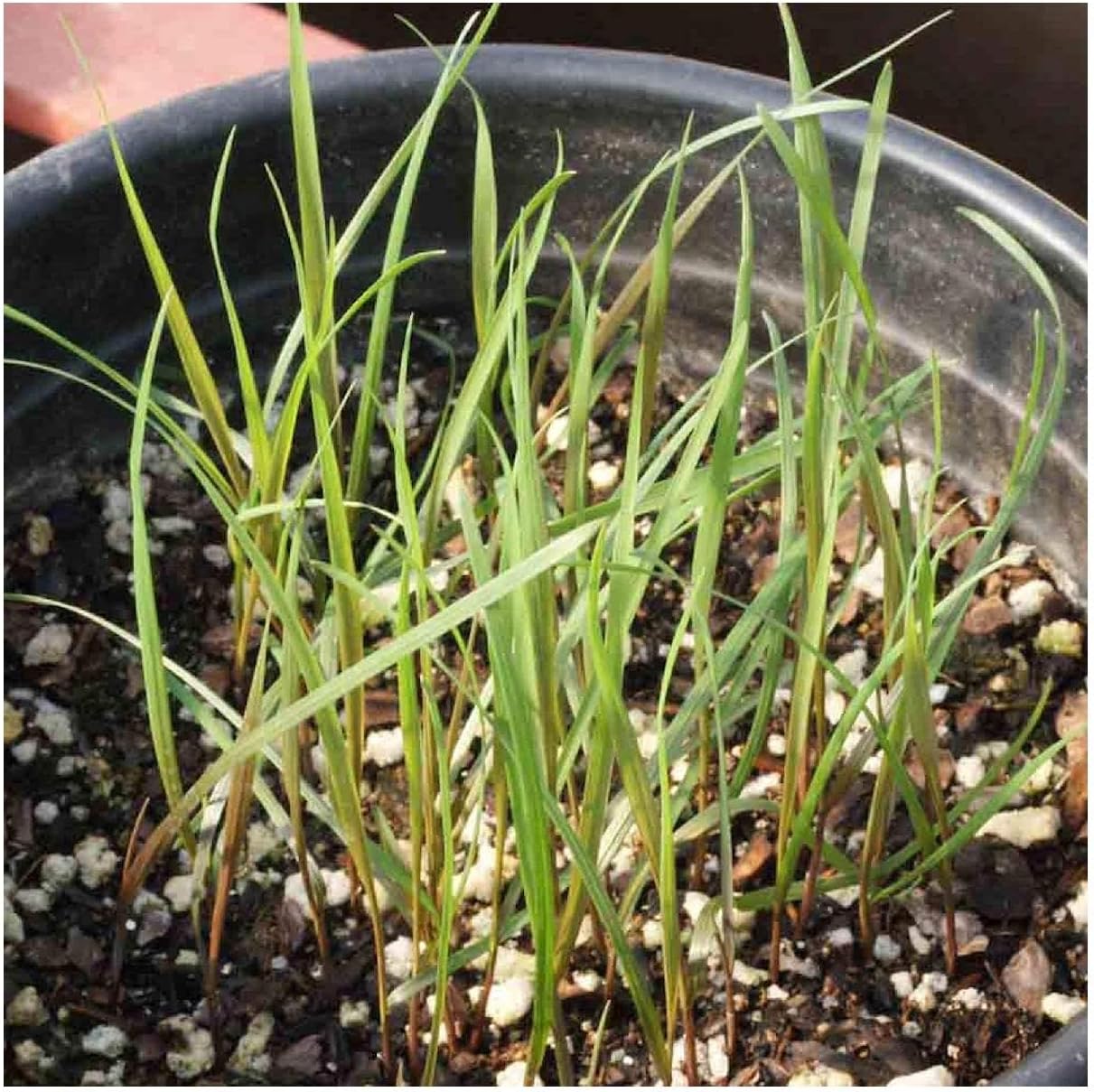 Everwilde Farms – 500 semillas de hierba nativa de centeno silvestre de Virginia – Paquete de semillas jumbo Gold Vault