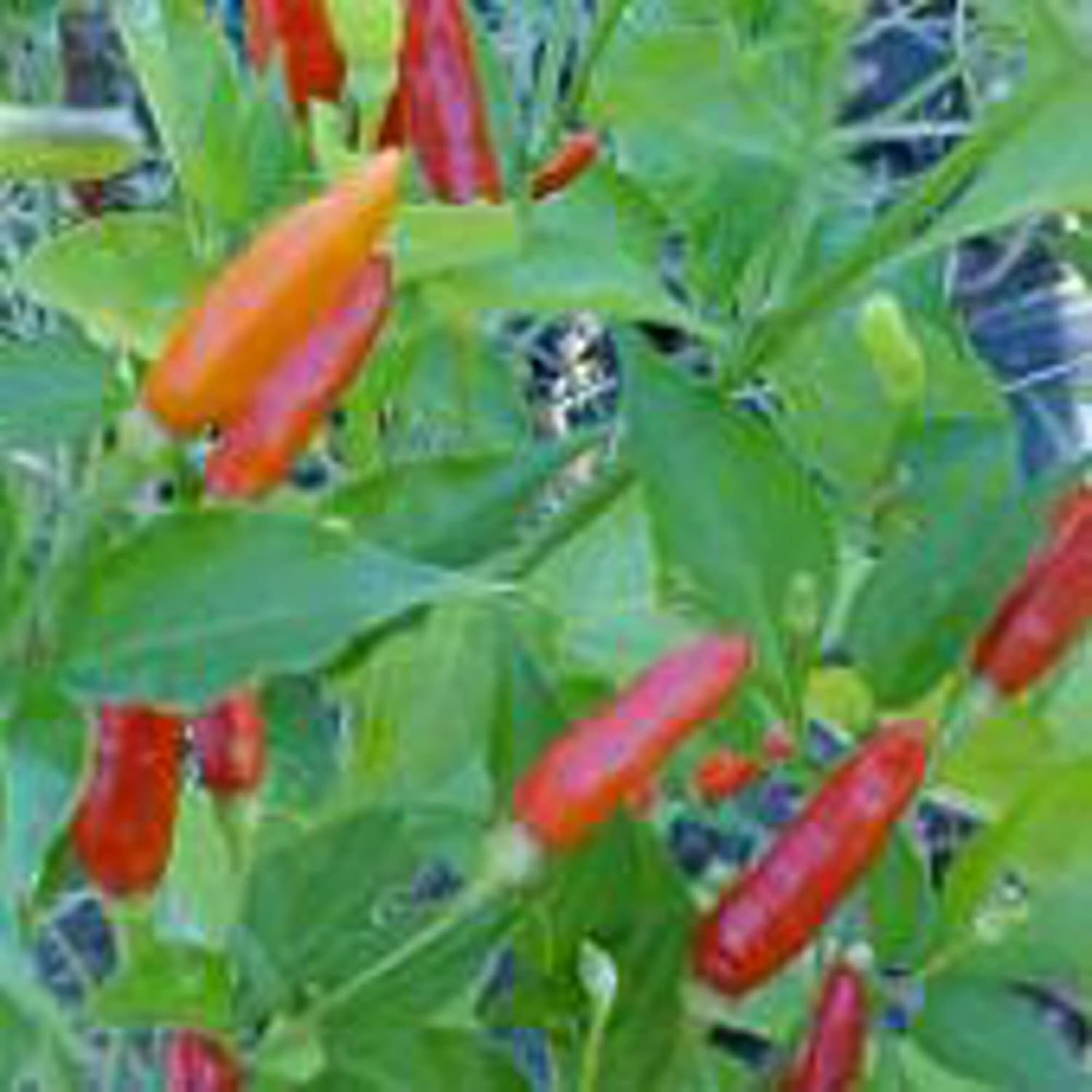 Tabasco – Semillas de pimientos picantes (más de 20 semillas)  Sin OGM  Semillas de flores para plantar  Paquete de invernadero de jardín para el
