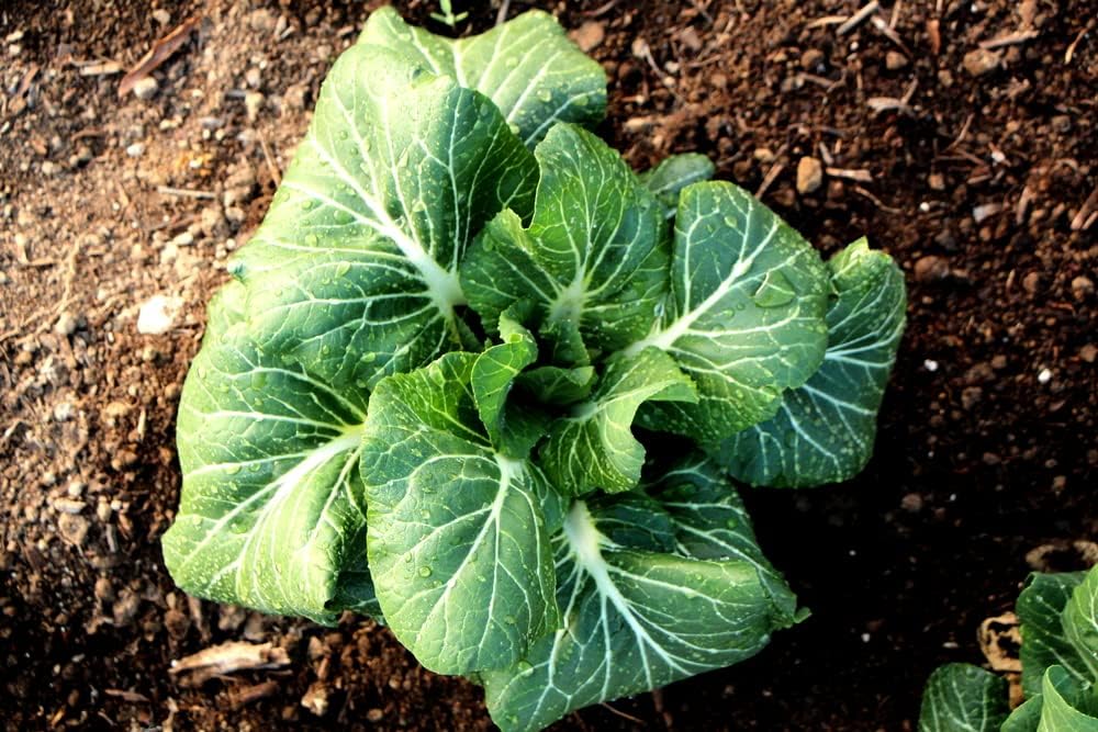 Georgia Southern Collards Seeds para plantar, más de 500 semillas tradicionales por paquete, semillas de jardín de Isla (semillas de jardín de