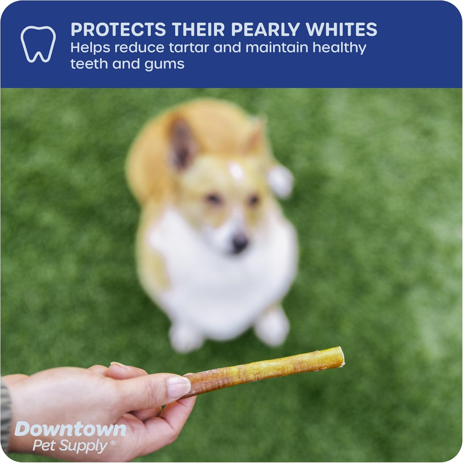 Downtown Pet Supply Thin Junior Bully Sticks (12 pulgadas  12 libra)  Palitos de matón para perros pequeños y cachorros  Un solo ingrediente de
