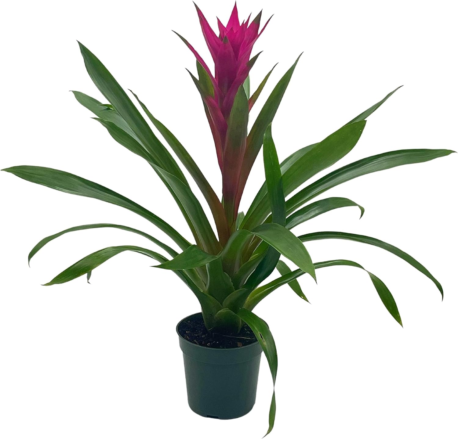 BubbleBlooms Bromelia púrpura en maceta de 4 pulgadas Guzmania monostachia West Indian Tufted Airplant