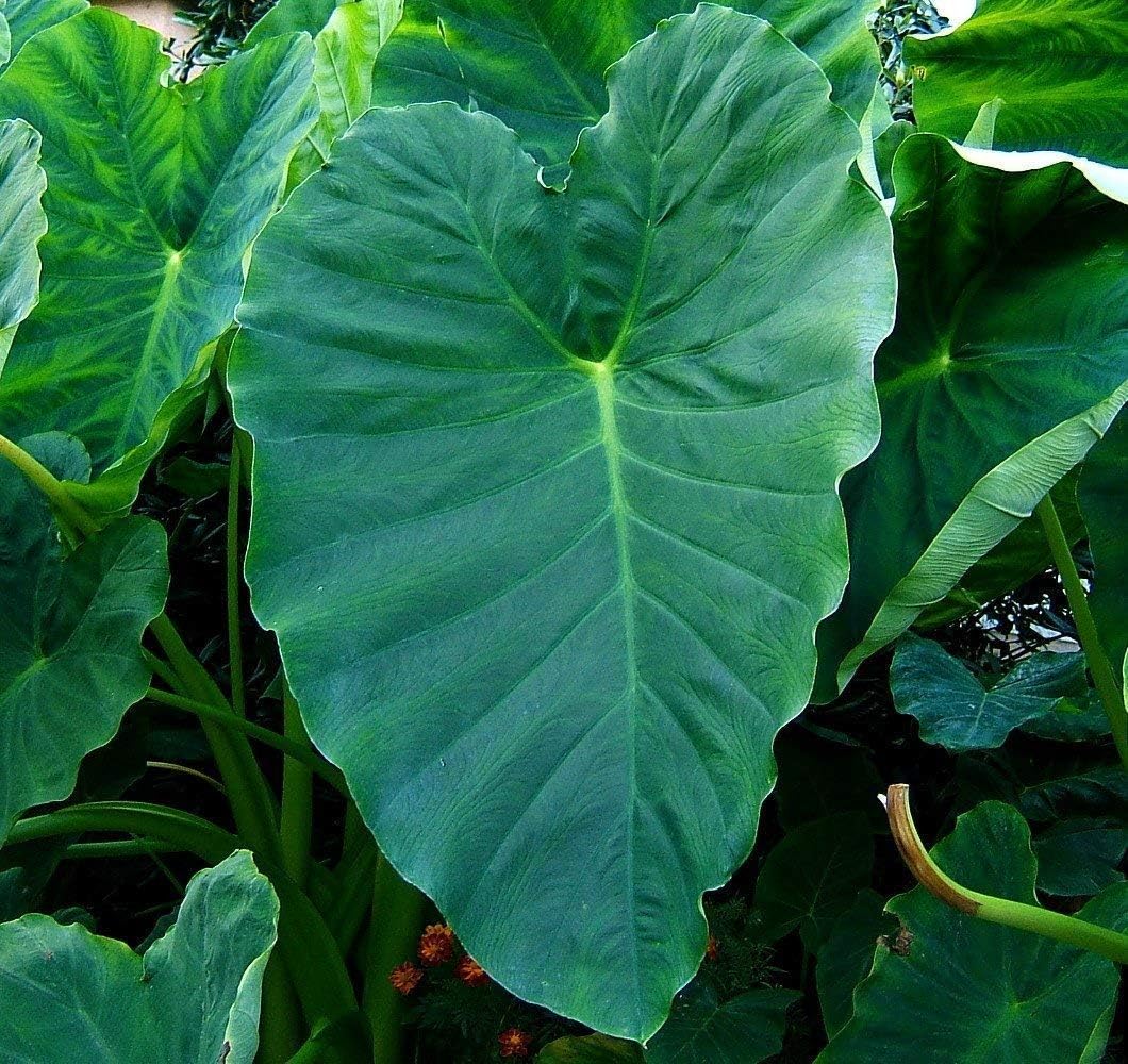 1 bulbo de oreja de elefante jumbo (Colocasia esculenta) planta tropical tamaño 1719