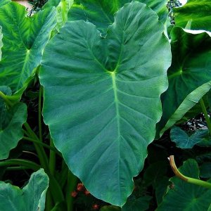 1 bulbo de oreja de elefante jumbo (Colocasia esculenta) planta tropical tamaño 1719 1 bulbo de oreja de elefante jumbo (Colocasia esculenta) planta tropical tamaño 1719