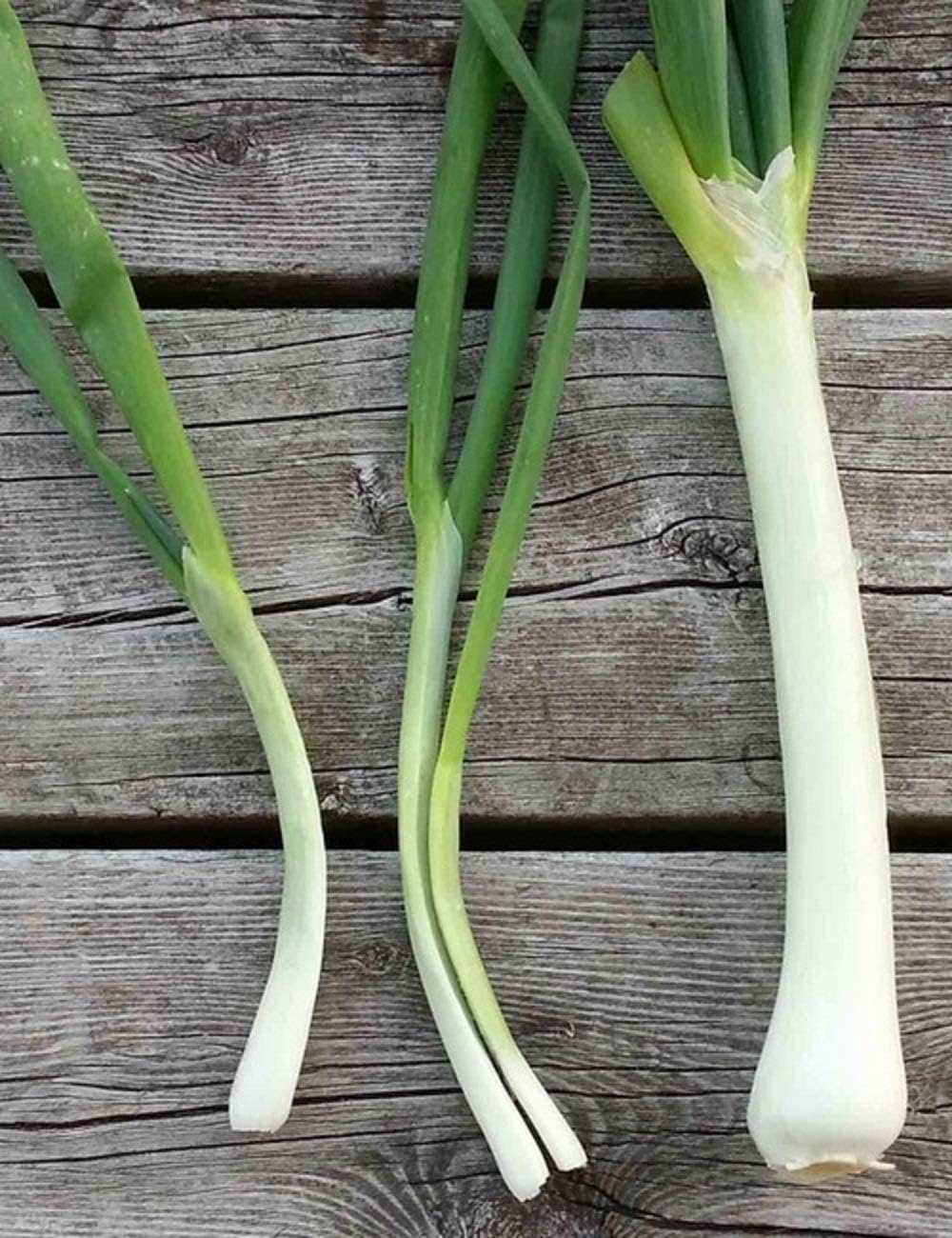 Nebuka Evergreen – Semillas de cebolla en racimo  Paquete de 25 semillas  Sin OMG  Resistente al frío que es ideal para salteados, sopas o sopas.
