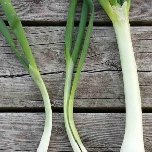 Nebuka Evergreen – Semillas de cebolla en racimo  Paquete de 25 semillas  Sin OMG  Resistente al frío que es ideal para salteados, sopas o sopas. Nebuka Evergreen – Semillas de cebolla en racimo  Paquete de 25 semillas  Sin OMG  Resistente al frío que es ideal para salteados, sopas o sopas.