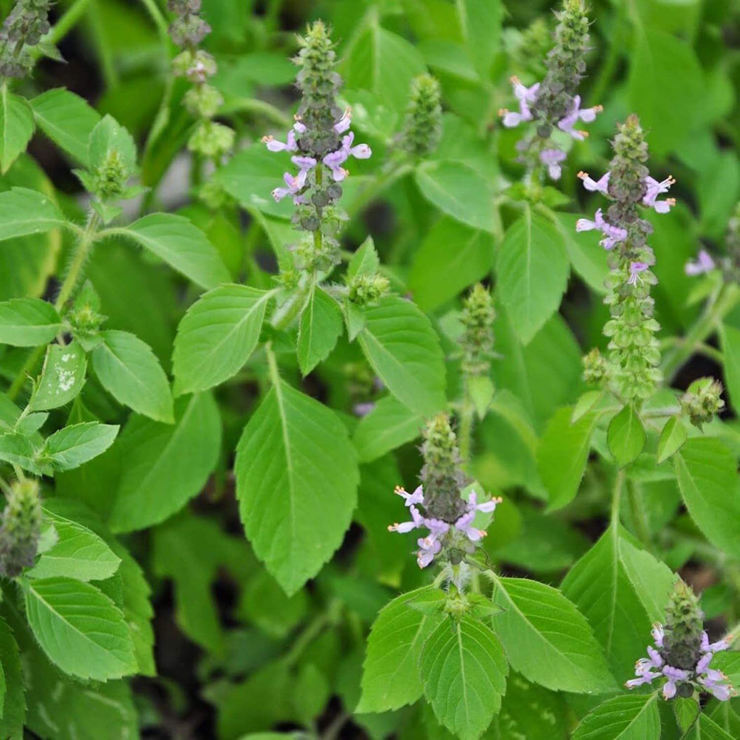 YEGAOL Garden – Semillas de albahaca sagrada Tulsi, Ocimum Tenuiflorum, hierbas aromáticas, beneficios para la salud, recipientes para jardín