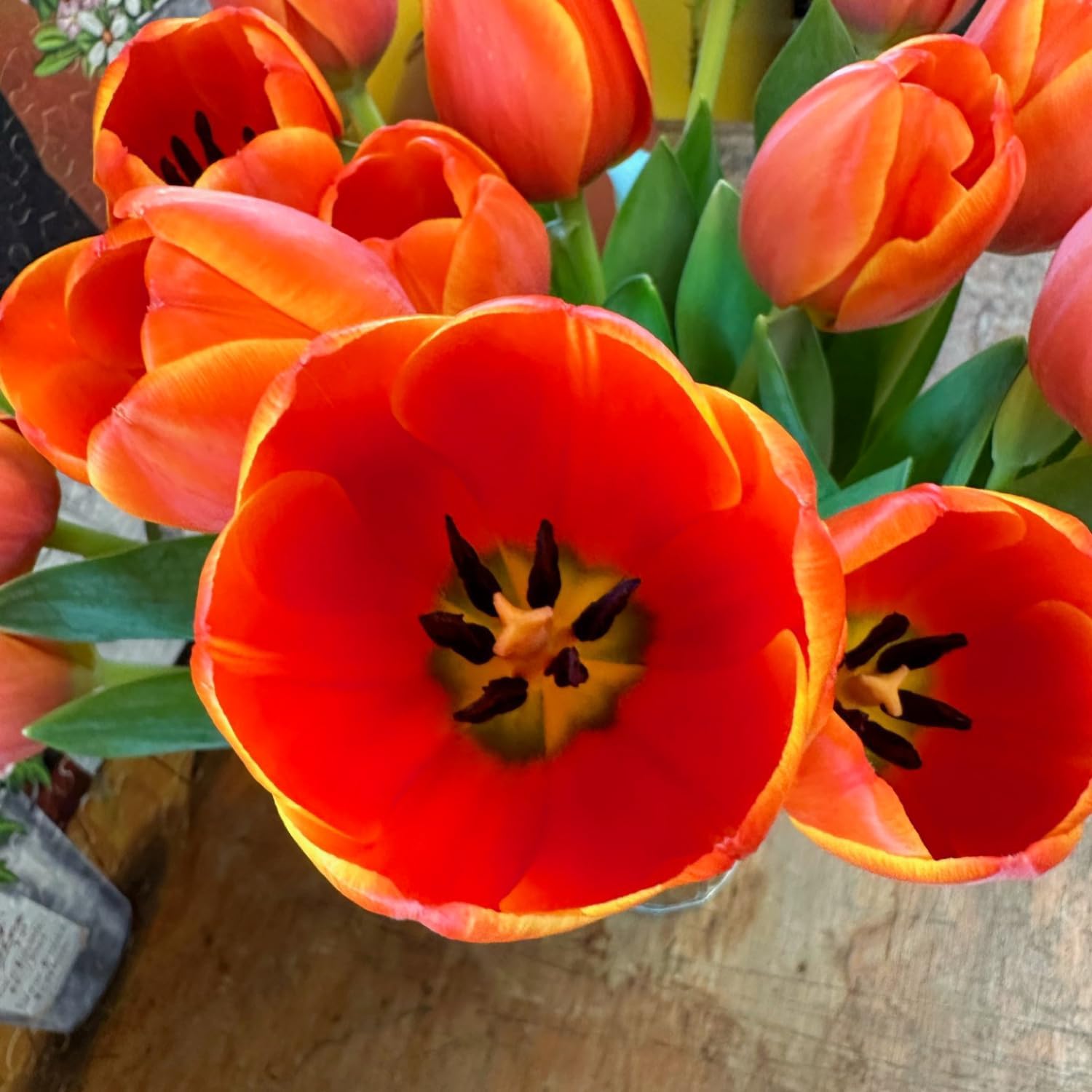 Stargazer Barn 15 tulipanes de especias de calabaza con jarrón ramo de flores frescas, entrega Prime durante la noche, directo a la granja, regalo