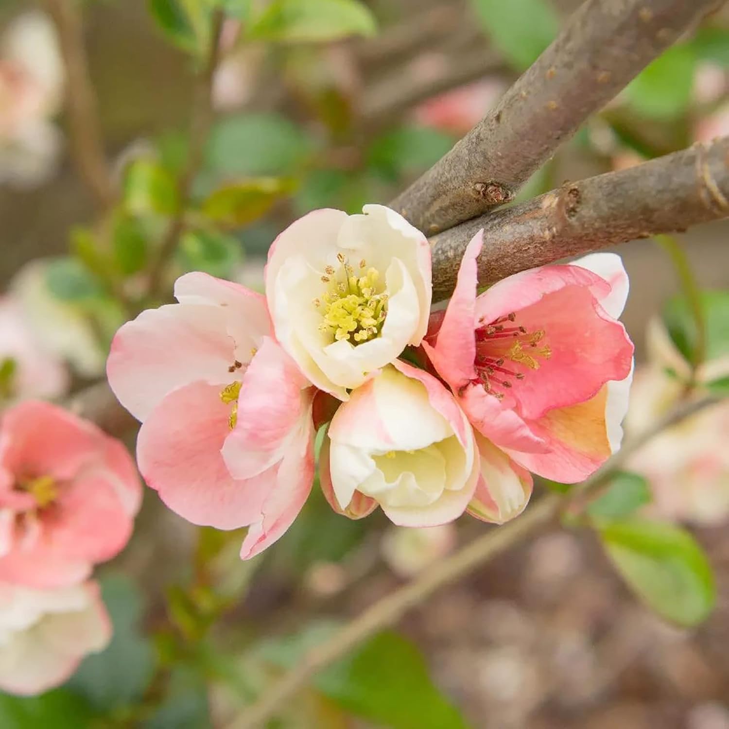 Chaenomeles Speciosa Seeds – Arbusto de hoja caduca de membrillo floreciente, fruta comestible para hacer conservas, gelatinas, salsas, resistencia