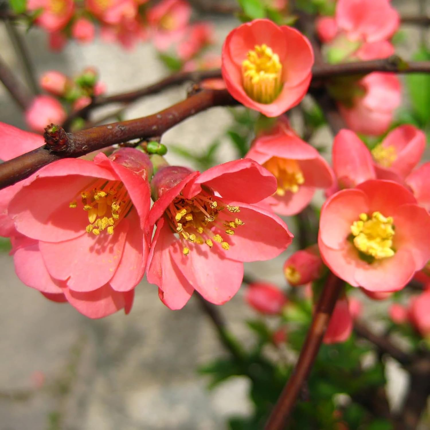 Chaenomeles Speciosa Seeds – Arbusto de hoja caduca de membrillo floreciente, fruta comestible para hacer conservas, gelatinas, salsas, resistencia