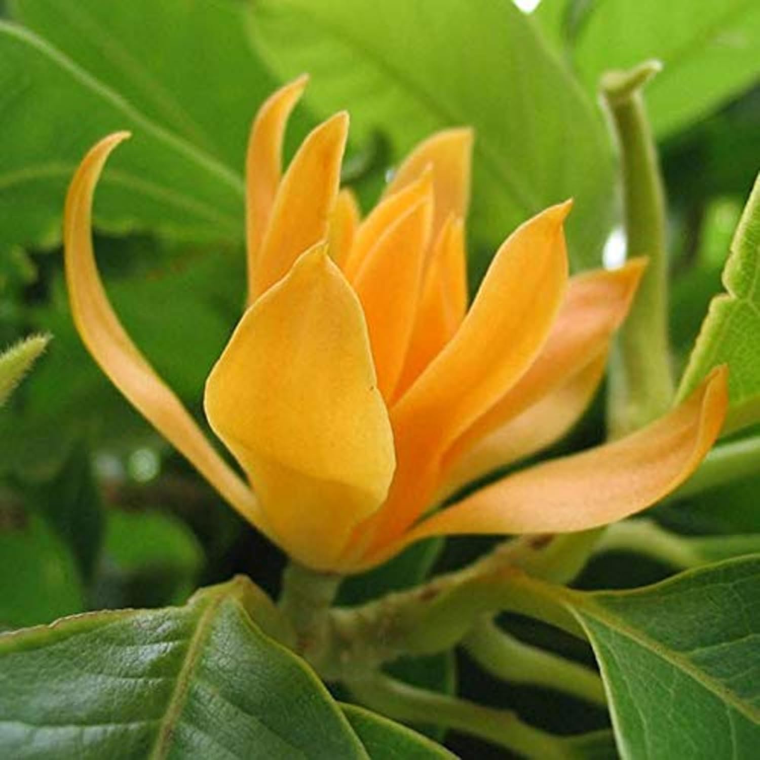 CHUXAY GARDEN Magnolia Champaca Seed 5 Semillas Champak Tree Magnolia Tree Semillas de flores amarillas altamente fragantes para plantar, grandes