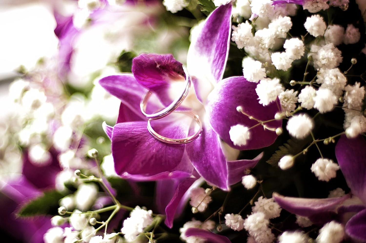Miami Fresh Orchid Flower OrchidClub USA Sunne Tropical Loose Bloom DIY Lei, decoración de alimentos y bebidas (50 morado)