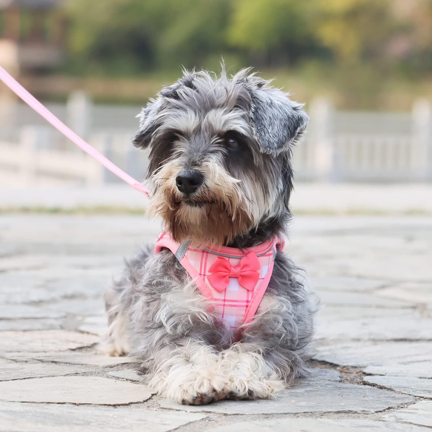 JdotMIN Juego de arnés y correa a cuadros para perro, para perros y gatos extra pequeños a pequeños, arnés de chaleco sin tirones, a prueba de
