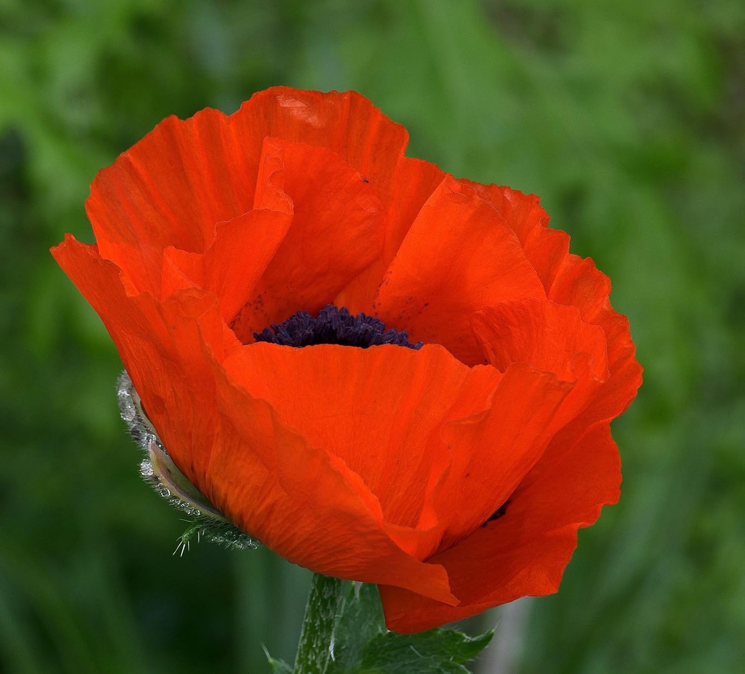 Amapola, Flandes, más de 100 semillas, impresionante flor roja brillante, grandes amapolas