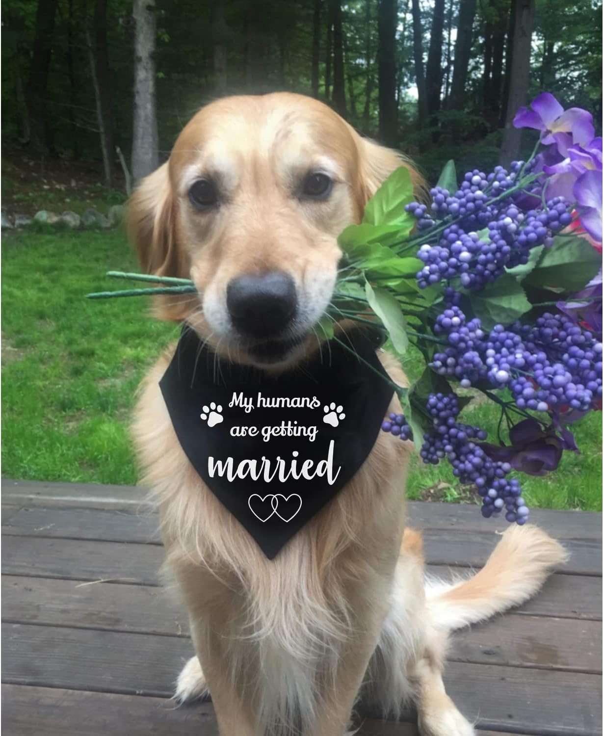 Regalo de compromiso, collar de bandana para perro My Humans are Getting Married, anillo en D fuerte para una correa fácil de enganchar, pañuelo de