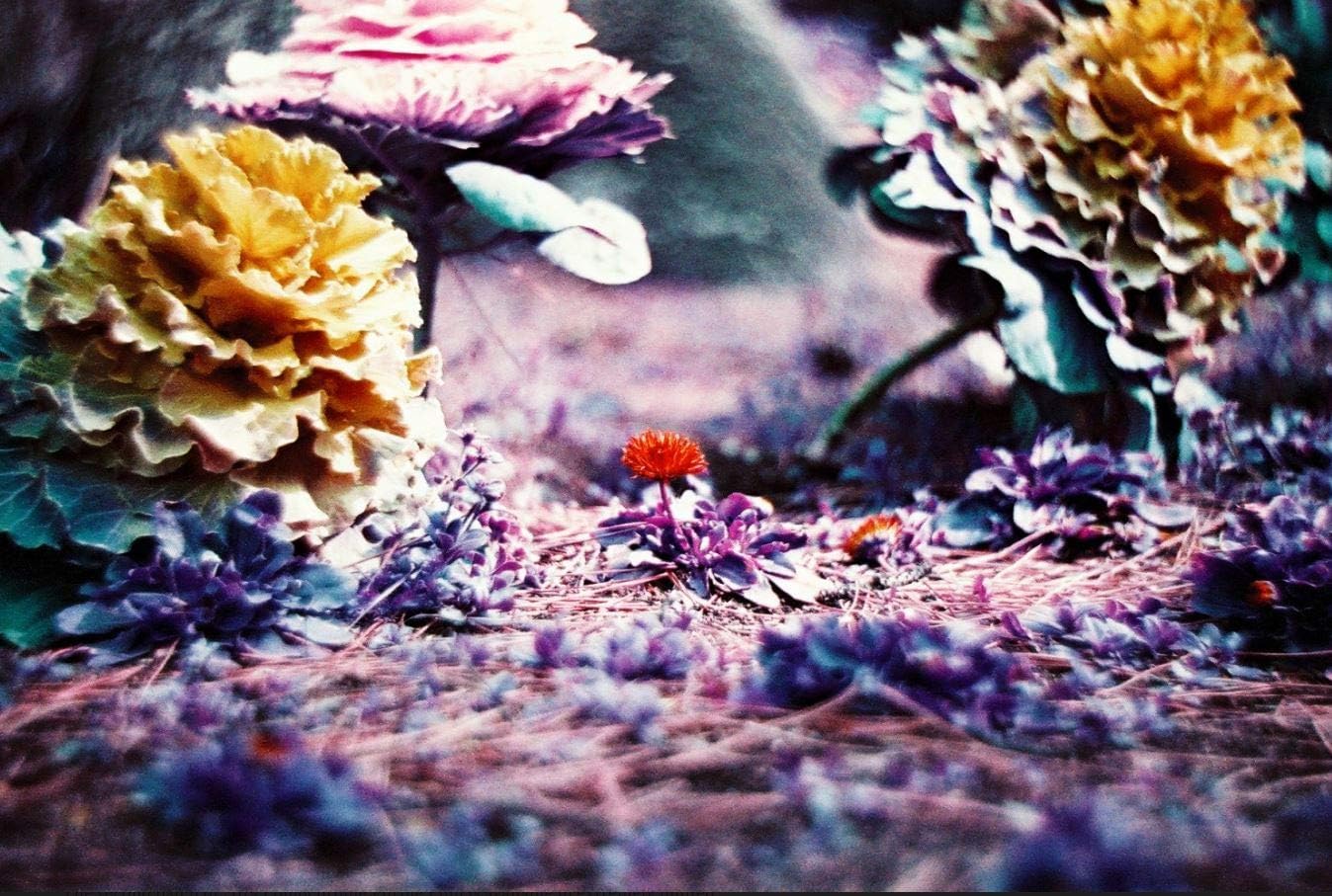 Lomochrome Púrpura 1.378 in ISO 100-400