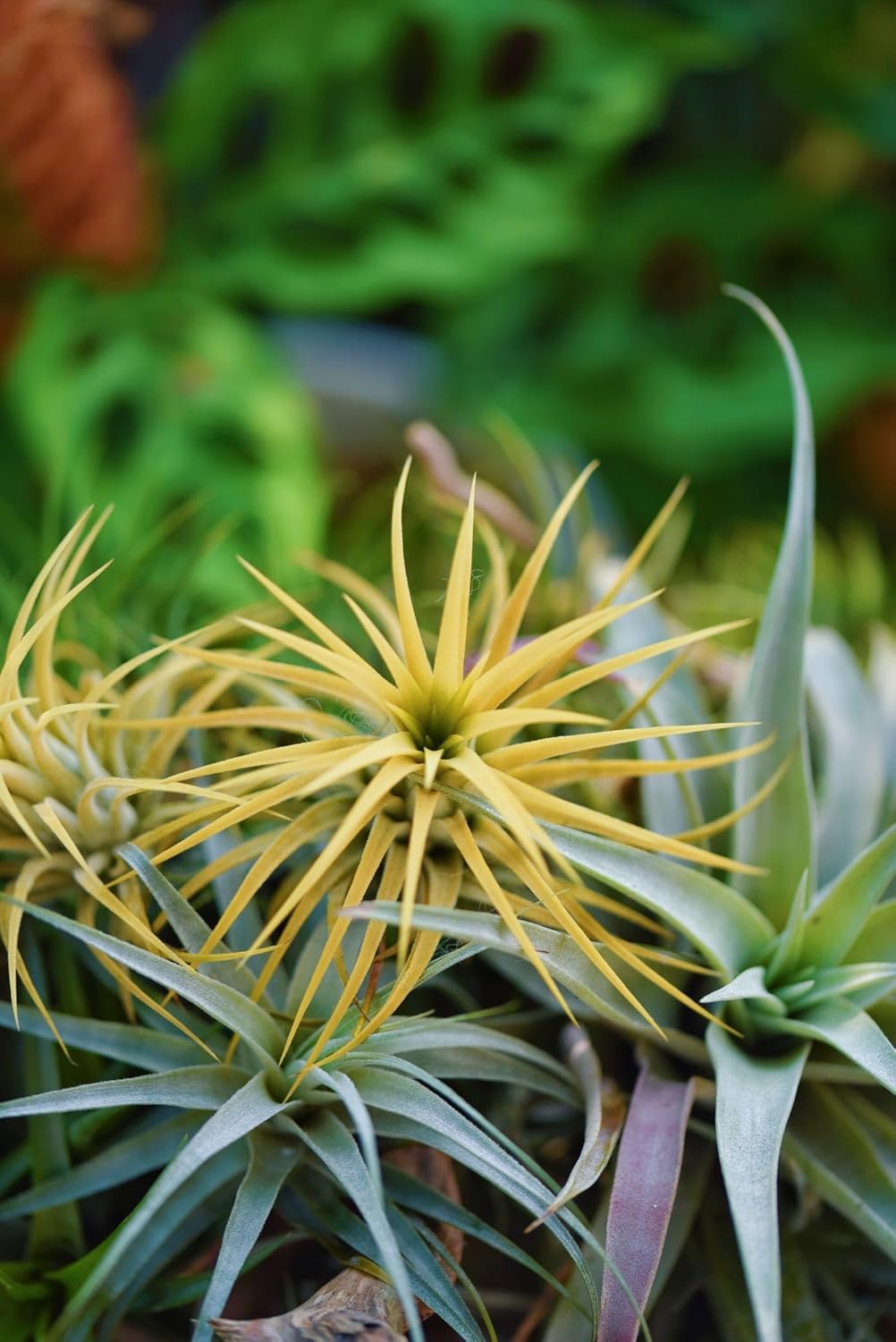 Air Plants Live – Decoración para el hogar y el jardín – Plantas de casa vivas – Fácil cuidado (6 piezas)