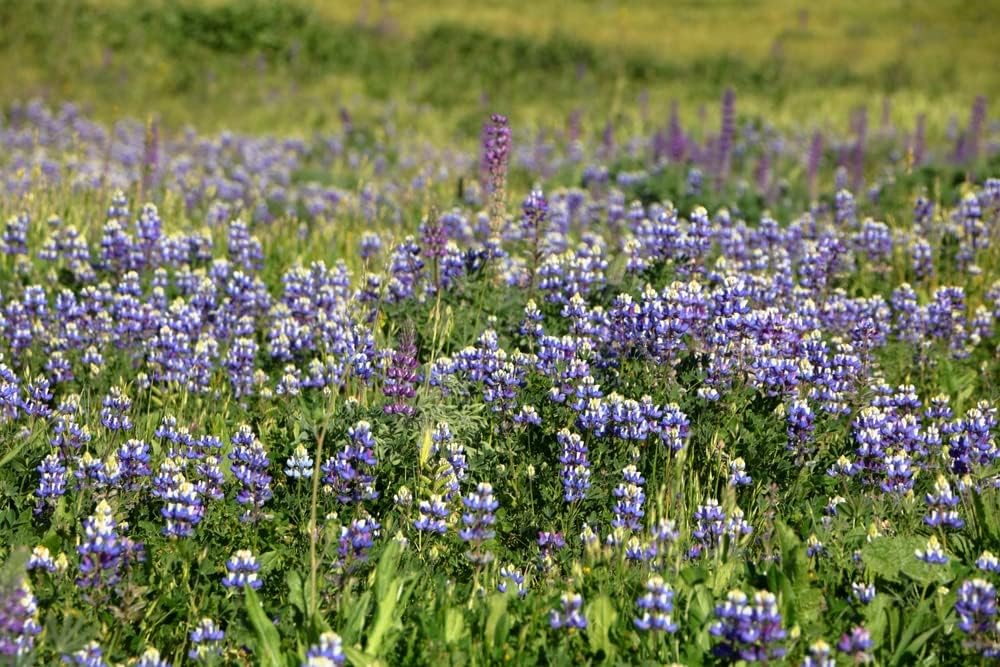 Semillas de flores de altramuz de Arroyo, 100 semillas tradicionales por paquete, semillas sin OMG, nombre botánico Lupinus succulentus, Isla’s