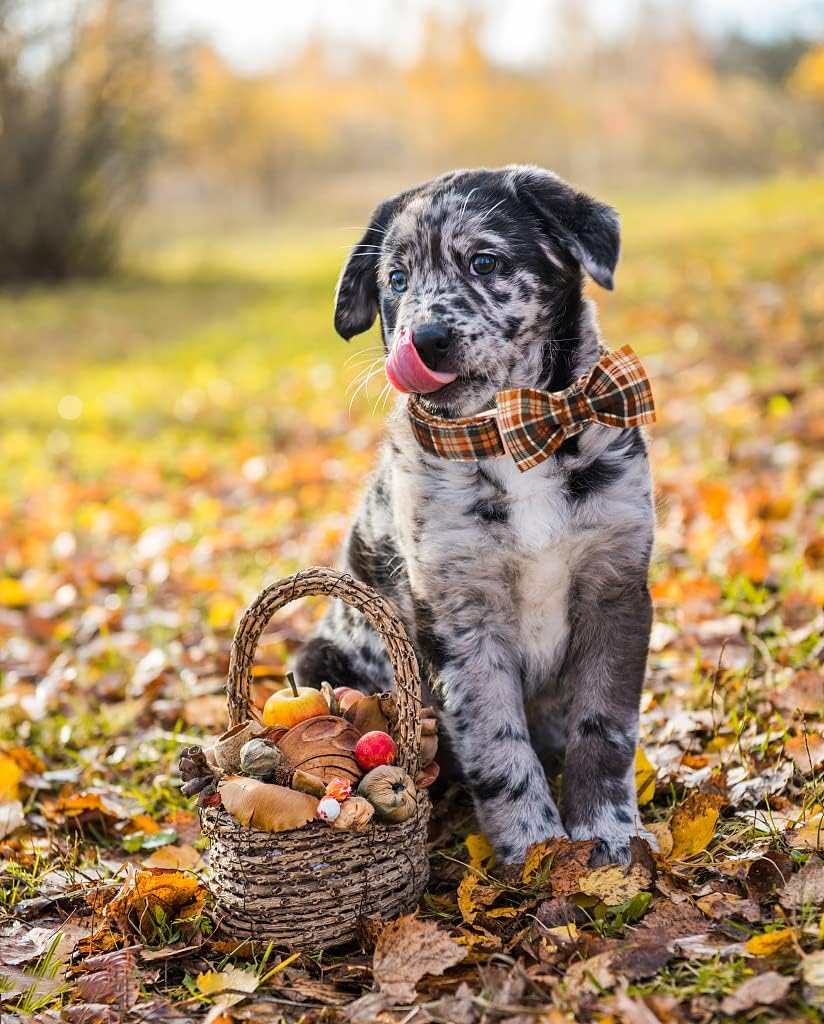 Lionet Paws Collar de perro de Halloween con corbatín  Lindo collar de algodón ajustable con lazo de otoño con hebilla de metal para perro pequeño,