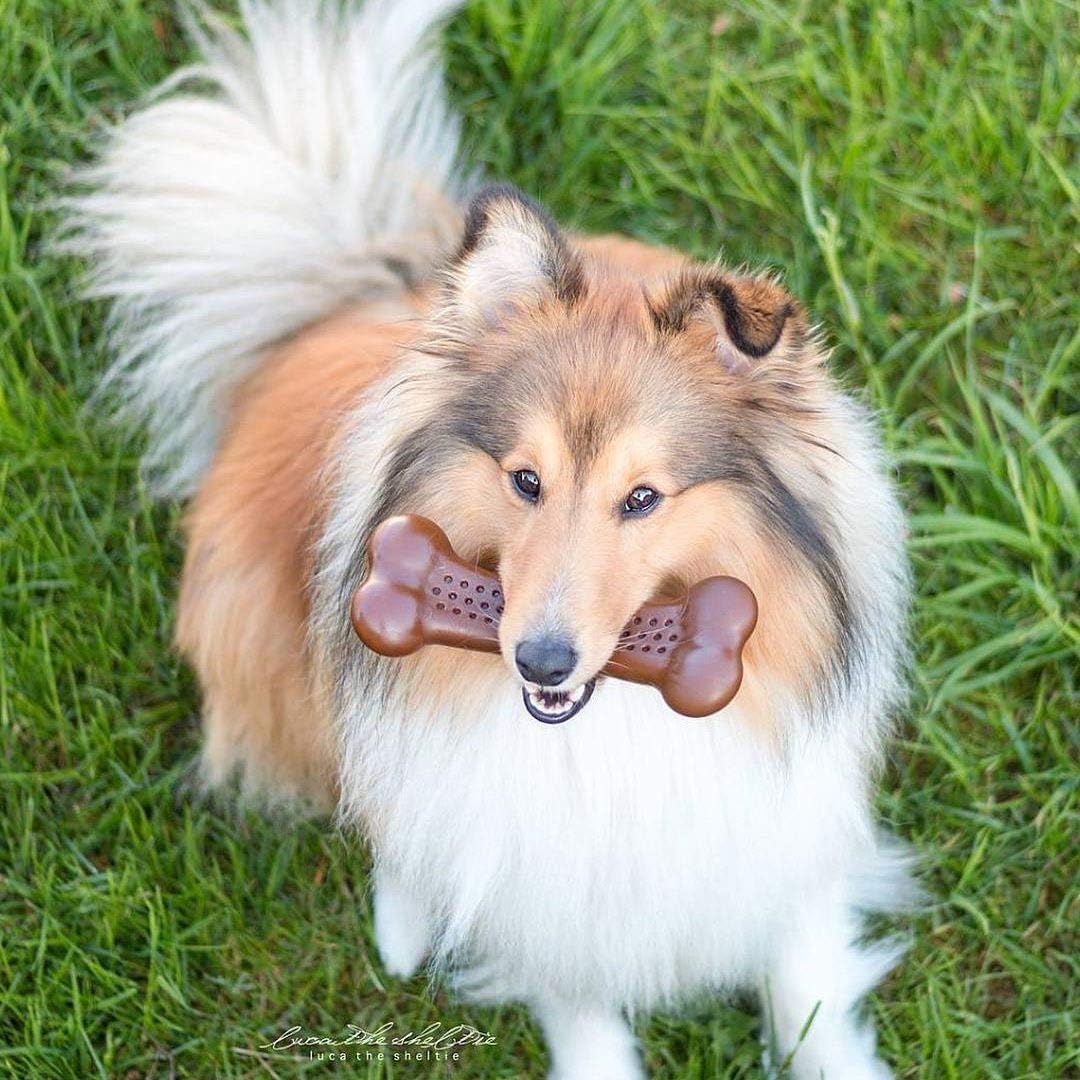 Pet Qwerks Flavorit BarkBone – Hueso de perro rellenable para masticadores moderados, sabor a mantequilla de maní, 5.5 pulgadas, fabricado en