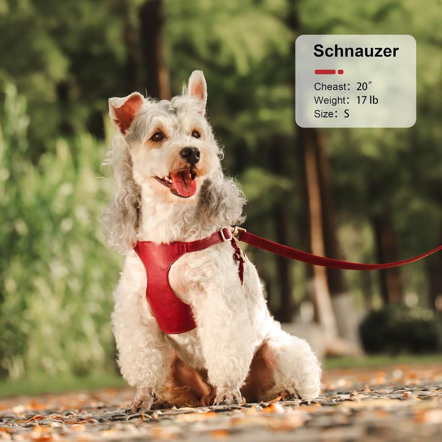 Didog Arnés sin tirones para perros pequeños, suave y ligero juego de arnés y correa para perros pequeños, duradero y ajustable, arnés de cuero XS