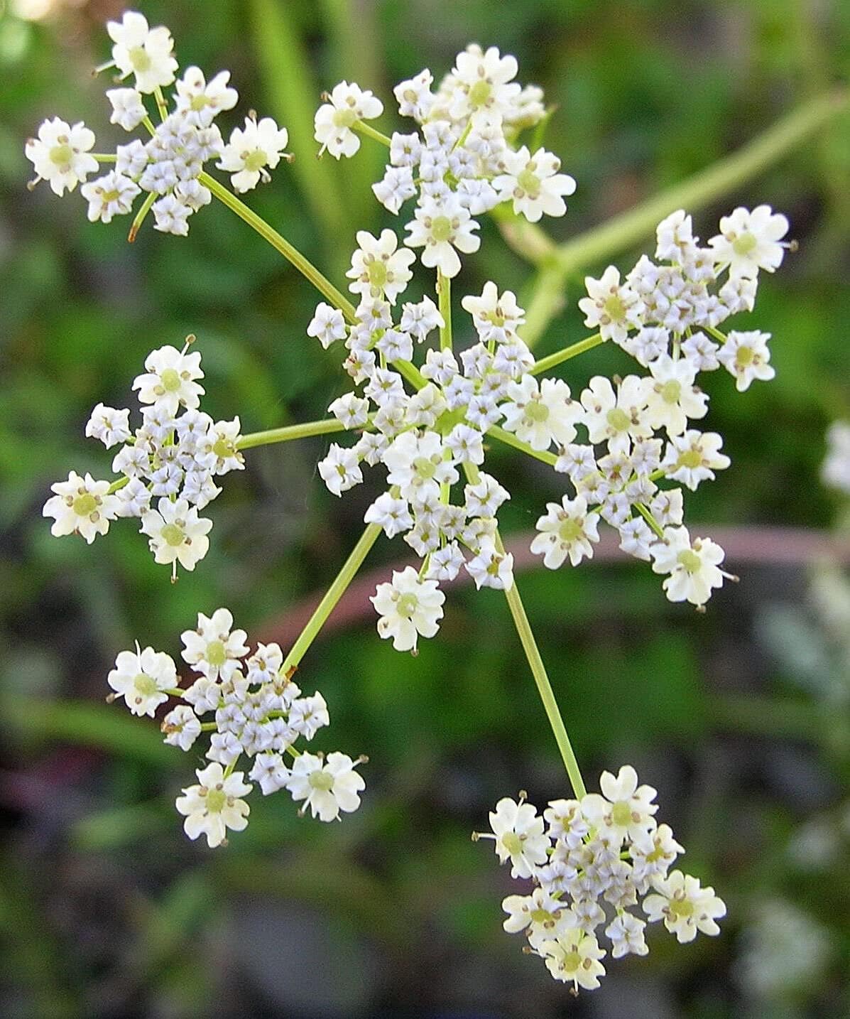 Semillas de alcaravea – Paquete de más de 600 unidades – para 2024 hierbas no transgénicas, vegetales, plantas, plantas, hojas, hierbas, jardín,