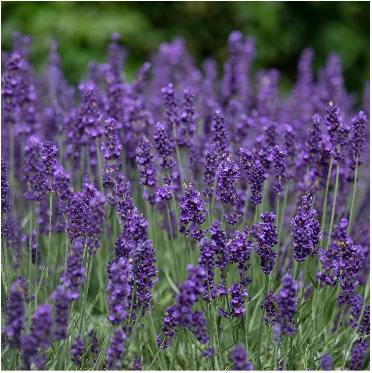 Everwilde Farms – 2000 semillas de hierbas de lavanda Vera – Paquete de semillas jumbo Gold Vault