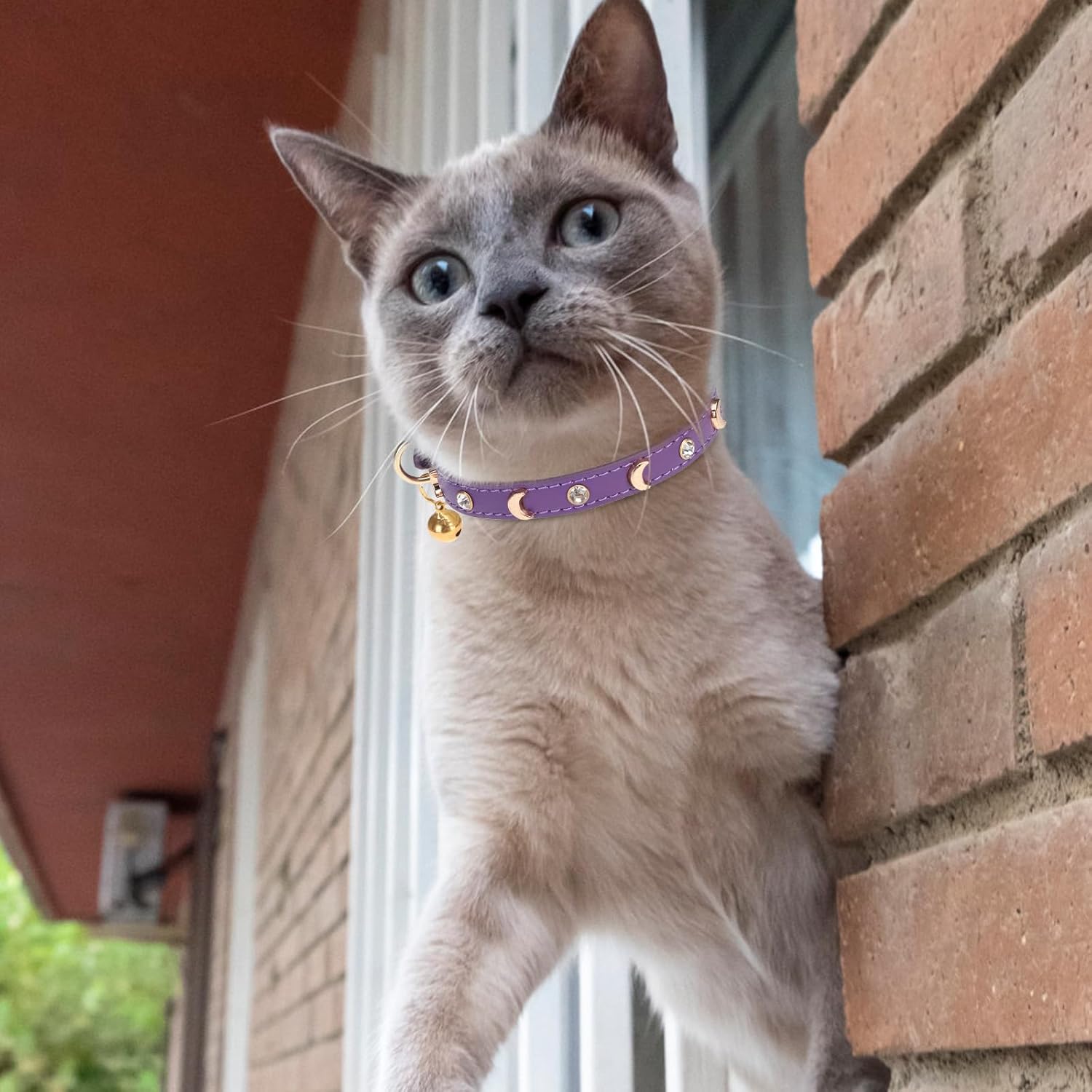 Collar de cuero para gatos con campana y correa de seguridad elástica, collares ajustables para gatitos para hembras, niños, gatos, cachorros,