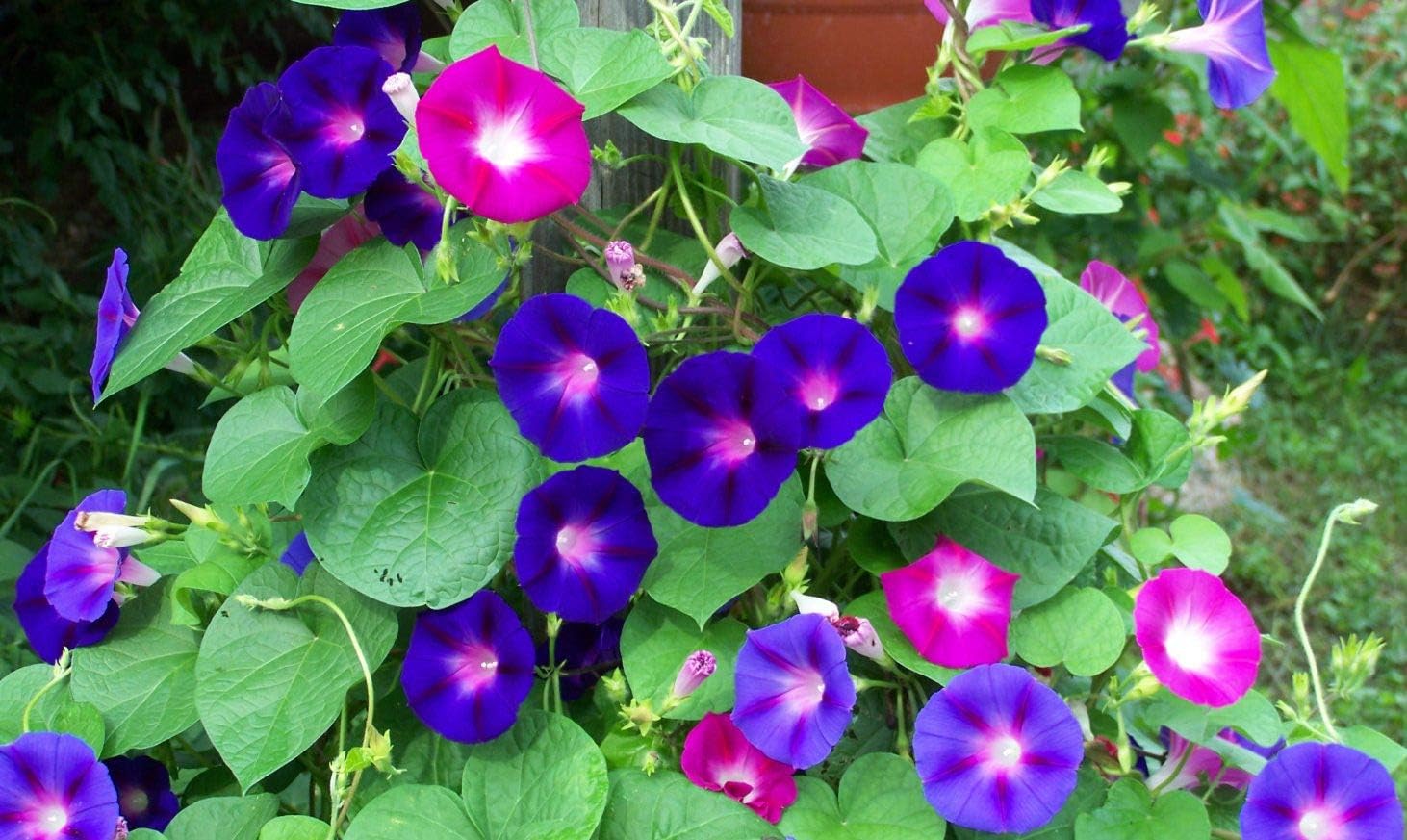 Seeds4planting – Semillas Morning Glory Purple Mix Ipomoea Flores anuales