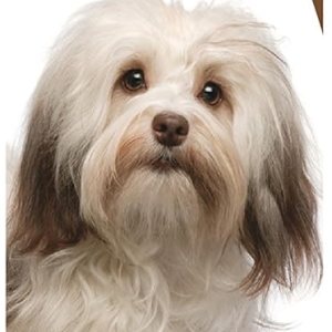 Healthy Breeds – Limpiador de oídos con aloe vera – Formulado por veterinarios para desodorizar, limpiar, secar y acidificar el canal auditivo – Healthy Breeds – Limpiador de oídos con aloe vera – Formulado por veterinarios para desodorizar, limpiar, secar y acidificar el canal auditivo –