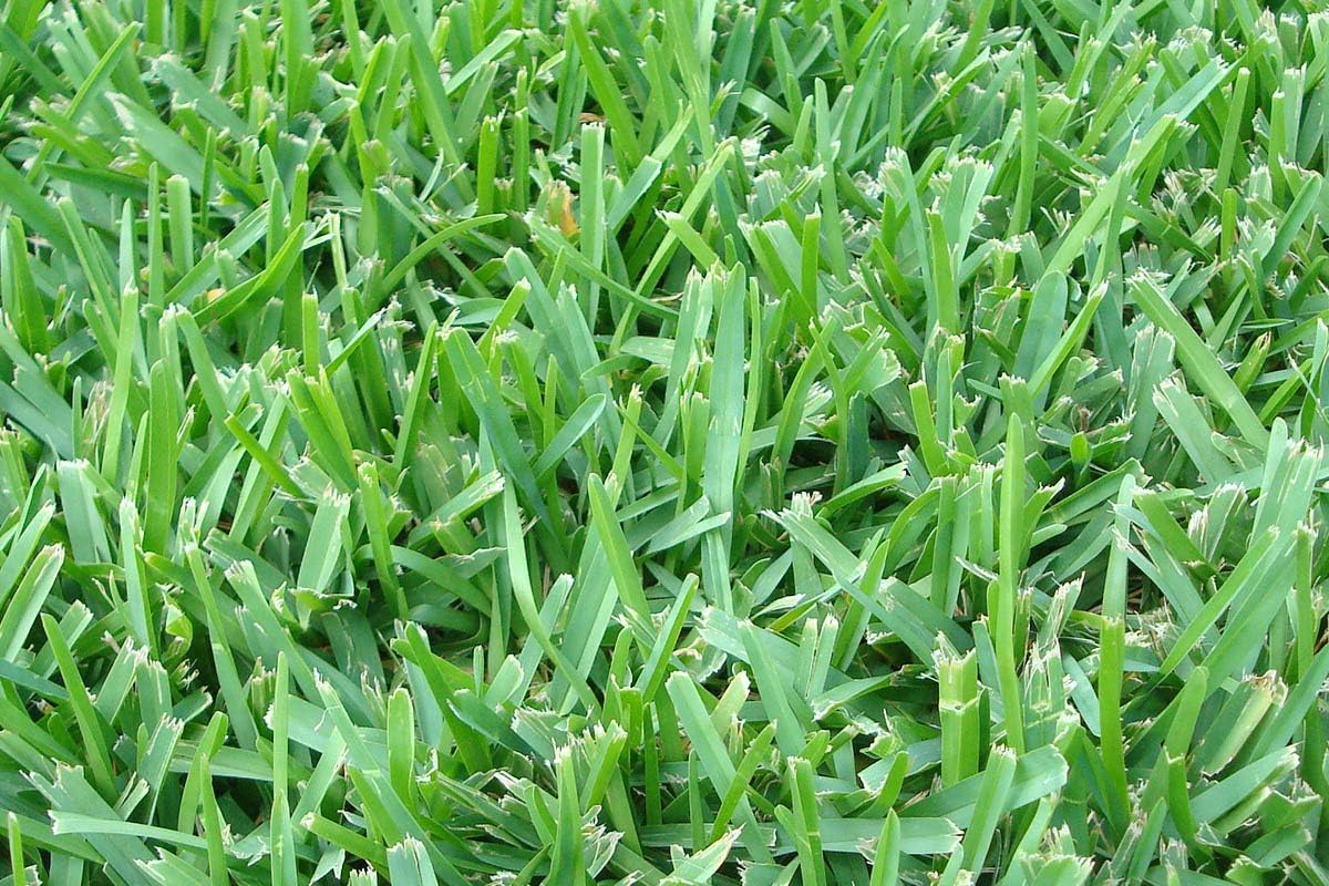St. Augustine ‘Floratam’ – Tapones de césped de 3 pulgadas, 6 tapones vivos extra grandes, césped tolerante a la sequía, la sal y la sombra