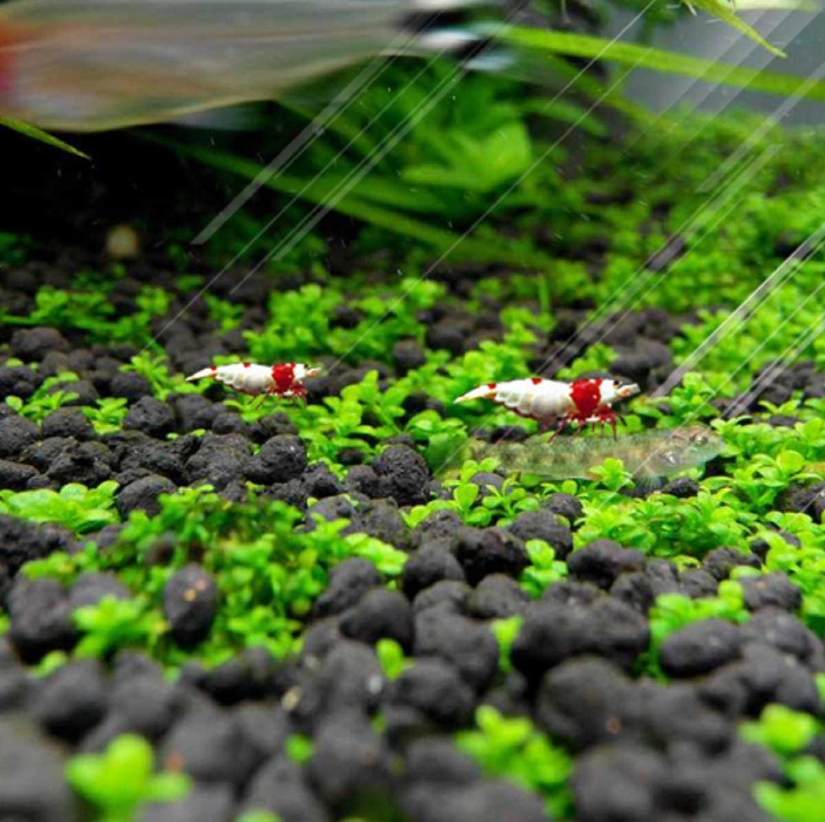 1 paquete de hierba de acuario de hojas pequeñas, hierba de acuario, hierba de agua, planta de acuario, hierba de acuario de fácil crecimiento,