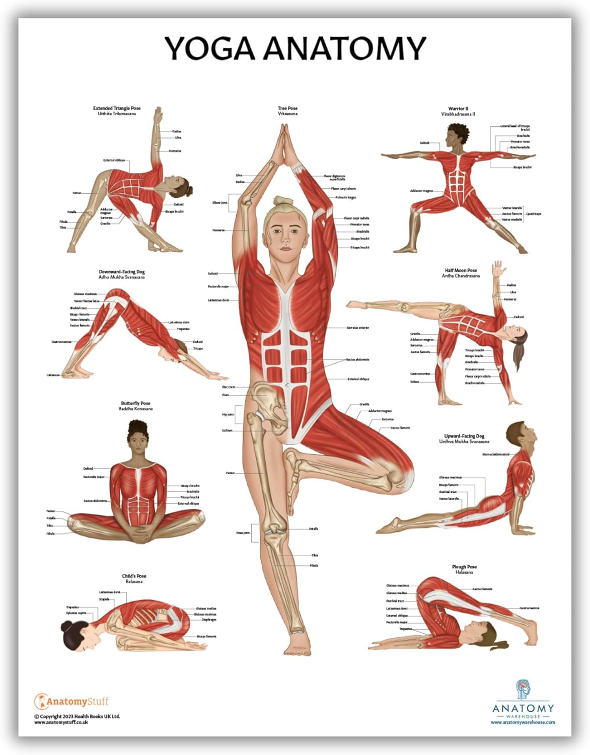 Anatomy Lab Paquete de 5 pósteres de anatomía, laminado, muscular, esquelético, yoga, estiramiento y pilates, póster de anatomía y fisiología, 17.3