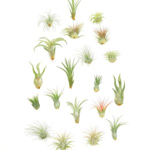Shop Suculents – Plantas seleccionadas a mano, variedad de especies, plantas de interior tropicales para decoración del hogar y terrarios Shop Suculents – Plantas seleccionadas a mano, variedad de especies, plantas de interior tropicales para decoración del hogar y terrarios