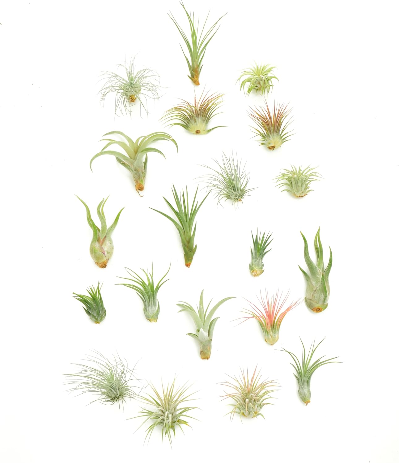 Shop Suculents – Plantas seleccionadas a mano, variedad de especies, plantas de interior tropicales para decoración del hogar y terrarios