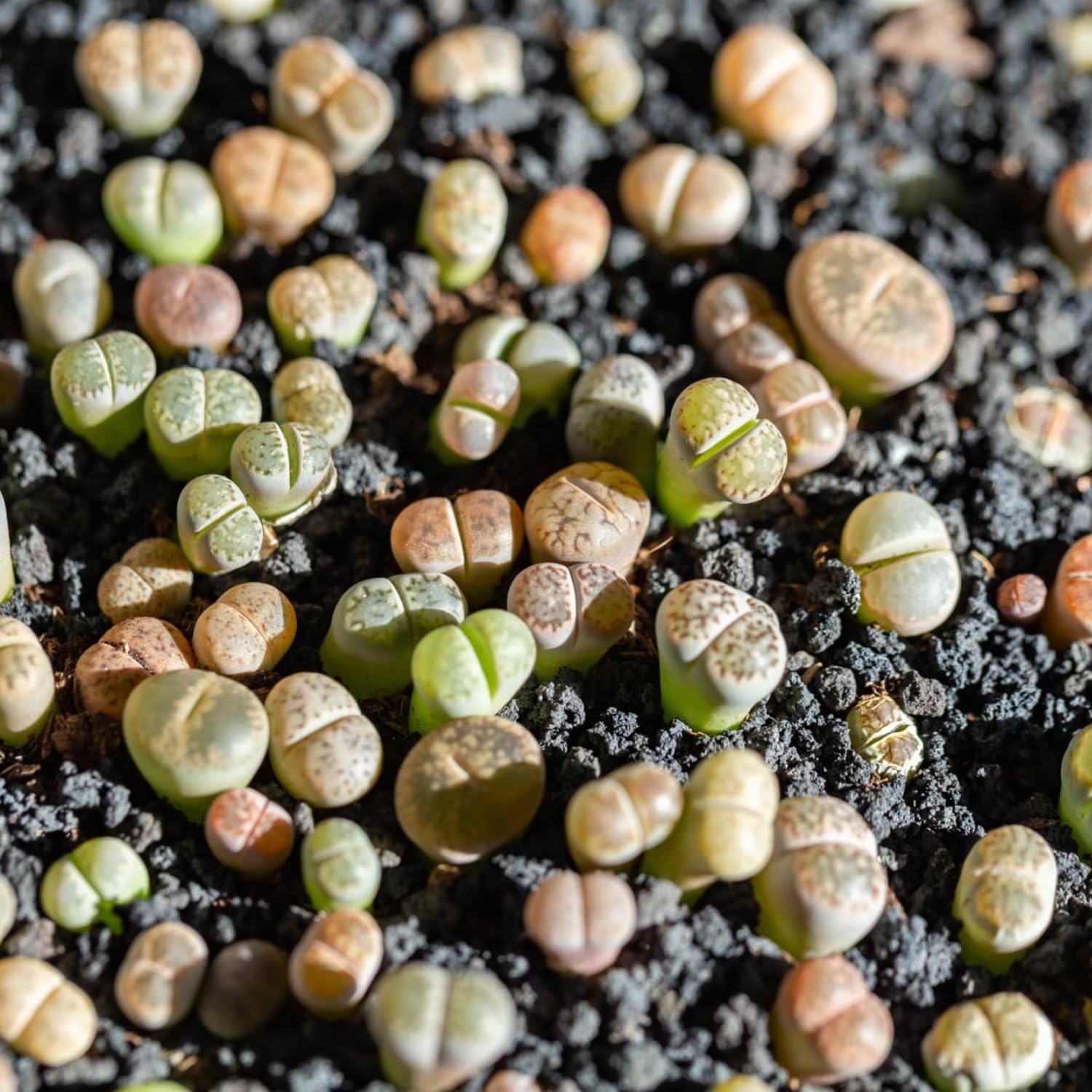 Lithops – Plantas vivas de mezcla de plantas suculentas Lithop, 30 piedras vivas, plantas vivas de gran tamaño, jardín de floración completa