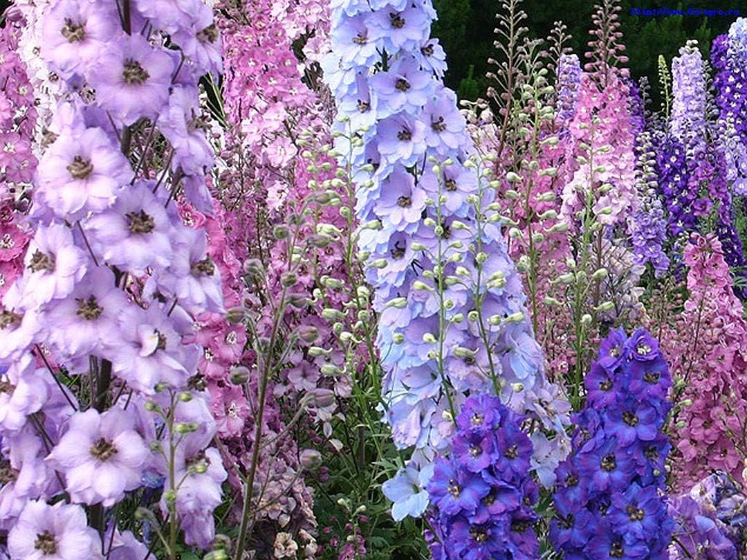 Seeds4planting – Semillas Delphinium Giant Tall Mix – Orgánico