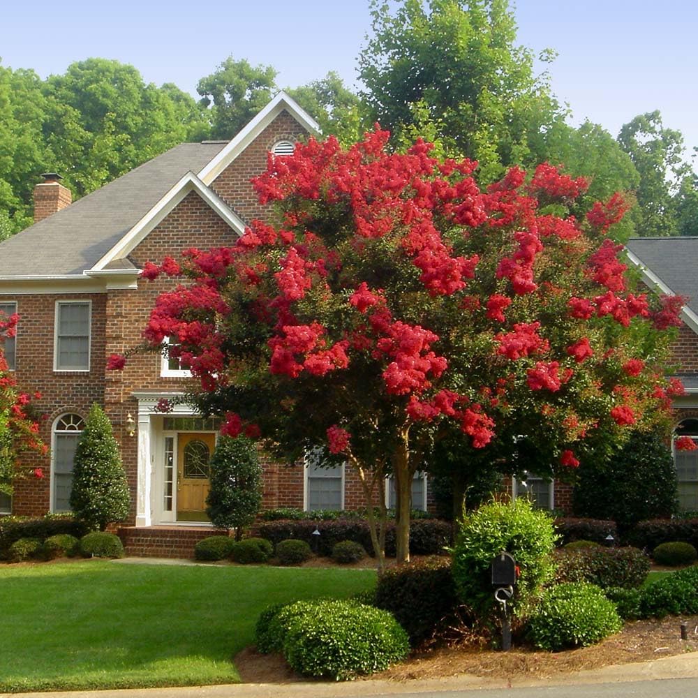 Crape Myrtle Dynamite Red  3 plantas vivas  Flores rojas vívidas y crecimiento resistente, planta viva, arbusto ornamental para una impresionante